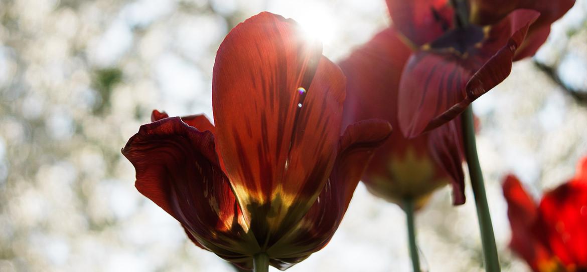 Tulpen (Tulipa), aus der Familie der Liliengewächse (Liliaceae)