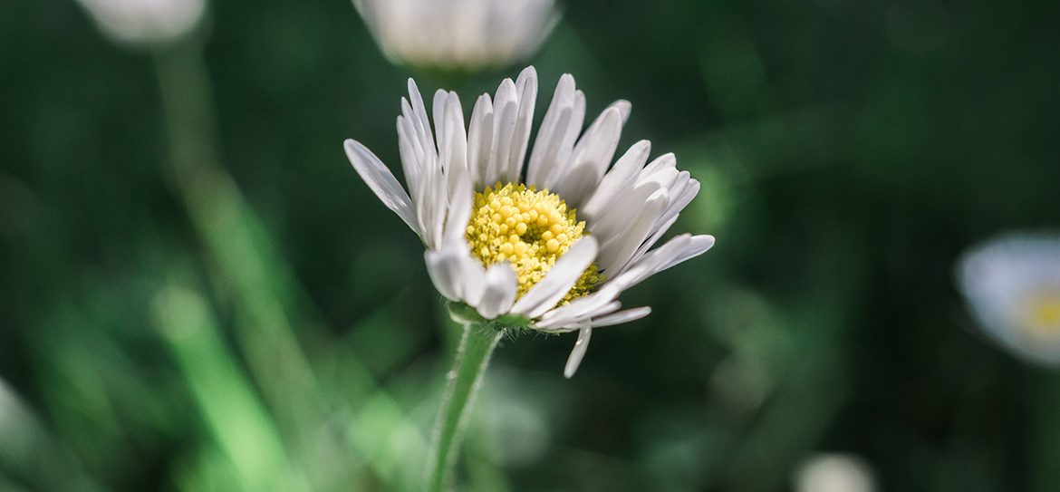Das Gänseblümchen (Bellis perennis) aus der Familie der Korbblütler (Asteraceae) ist unter vielen Namen bekannt