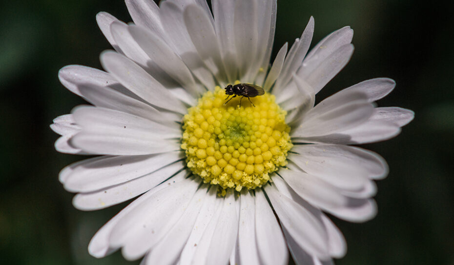 Das Gänseblümchen: Heilpflanze des Jahres 2017 und „Liebesorakel“