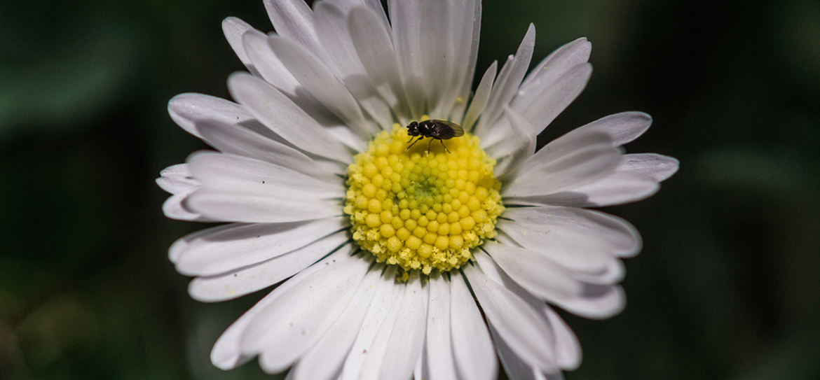 Das Gänseblümchen: Heilpflanze des Jahres 2017 und „Liebesorakel“