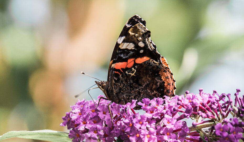 Der Admiral (Vanessa atalanta), aus der Familie der Edelfalter (Nymphalidae), gehört zu den bekanntesten und weit verbreitetsten Schmetterlingen in unseren Breitengraden.