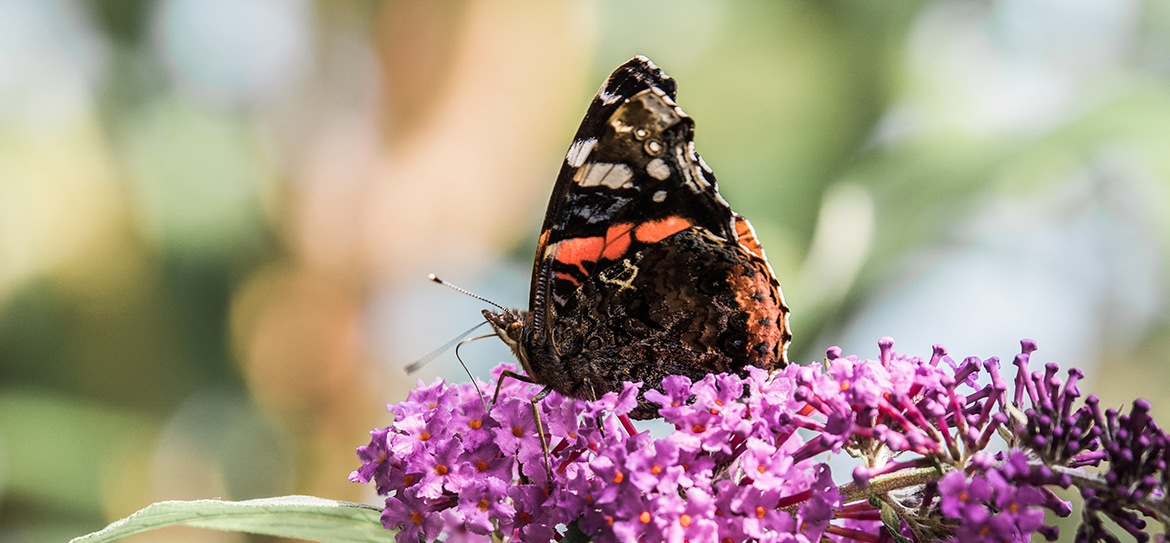 Der Admiral (Vanessa atalanta), aus der Familie der Edelfalter (Nymphalidae), gehört zu den bekanntesten und weit verbreitetsten Schmetterlingen in unseren Breitengraden.