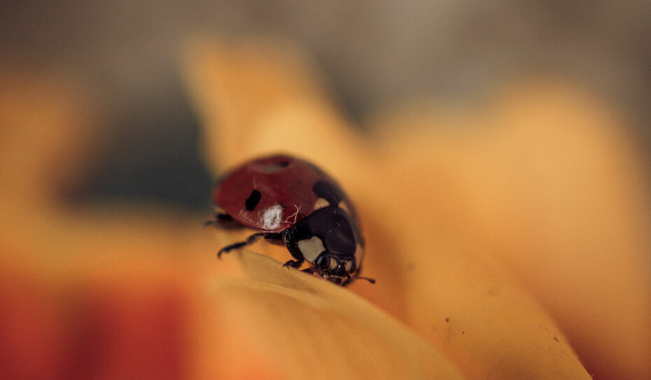 Fleißiger Helfer und Glücksbringer im Garten: Der Marienkäfer