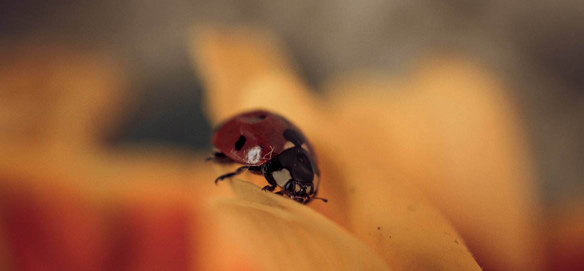 Fleißiger Helfer und Glücksbringer im Garten: Der Marienkäfer