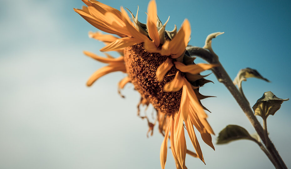 Sie gehören einfach zum Sommer dazu: Sonnenblumen (Helianthus).