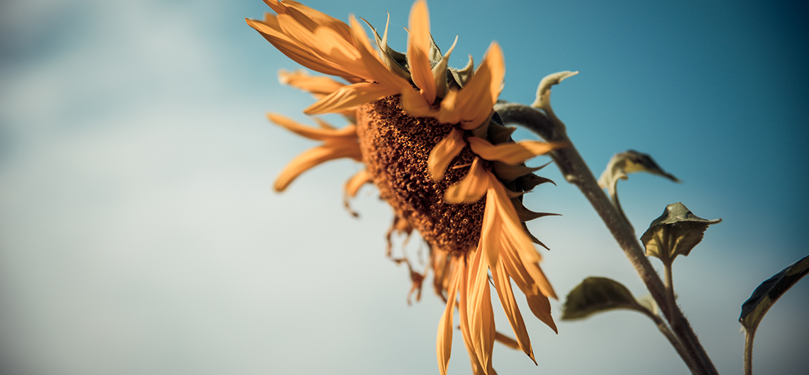 Sie gehören einfach zum Sommer dazu: Sonnenblumen (Helianthus).