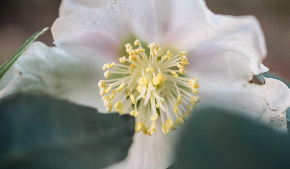 Die Christrose stammt aus der Gattung Nieswurz (Helleborus) und gehört zur Familie der Hahnenfußgewächse (Ranunculaceae).