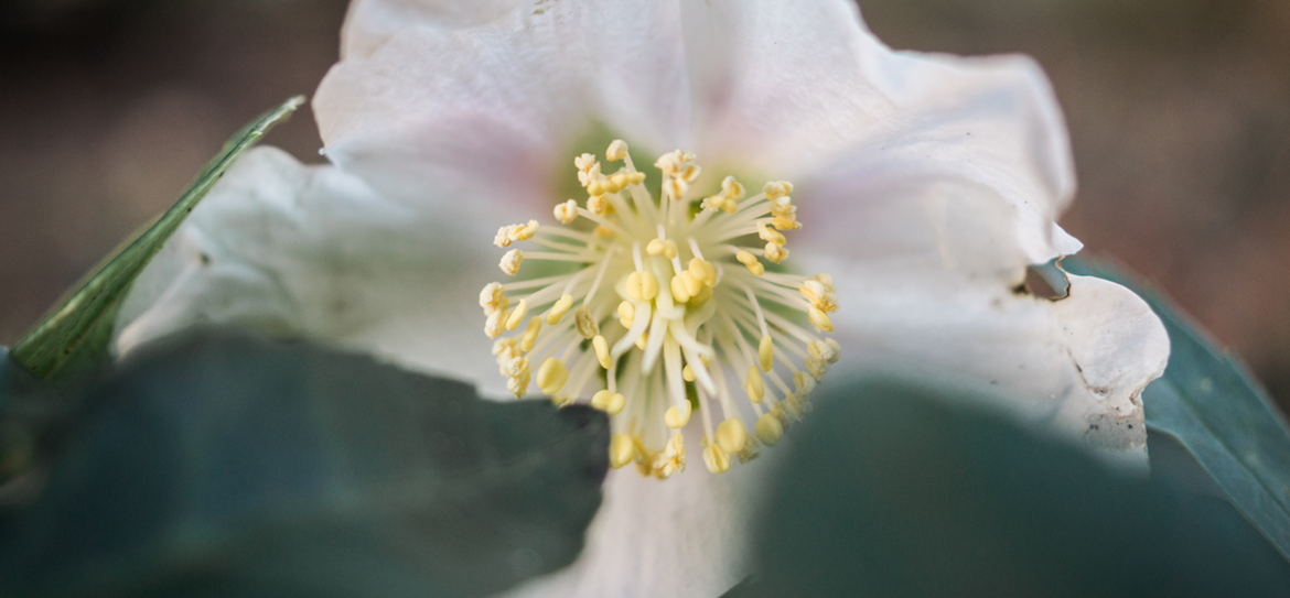 Die Christrose stammt aus der Gattung Nieswurz (Helleborus) und gehört zur Familie der Hahnenfußgewächse (Ranunculaceae).