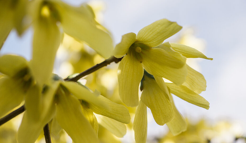 Forsythia