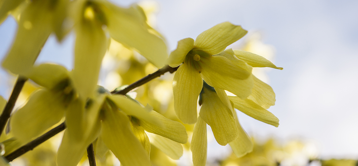Forsythia