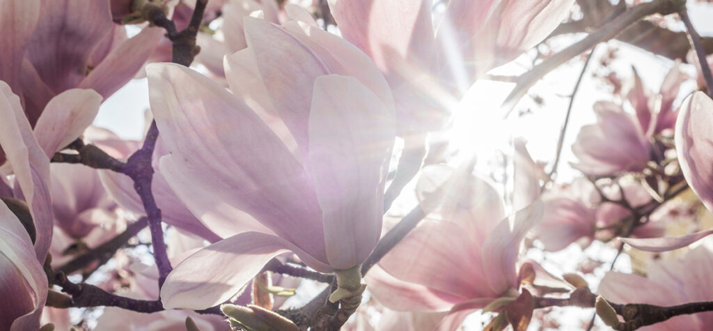 Die Tulpenmagnolie – der elegante Star im Frühling und die Königin der Gehölze!