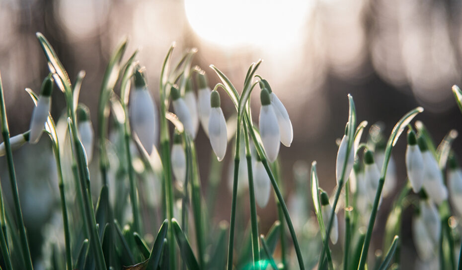 Schneeglöckchen (Galanthus)