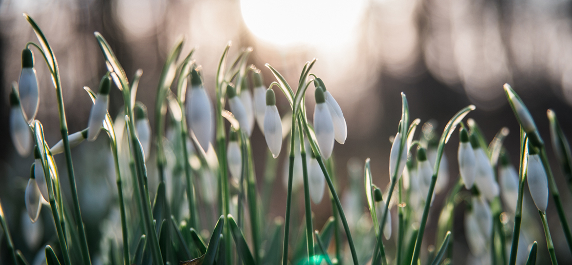 Schneeglöckchen (Galanthus)