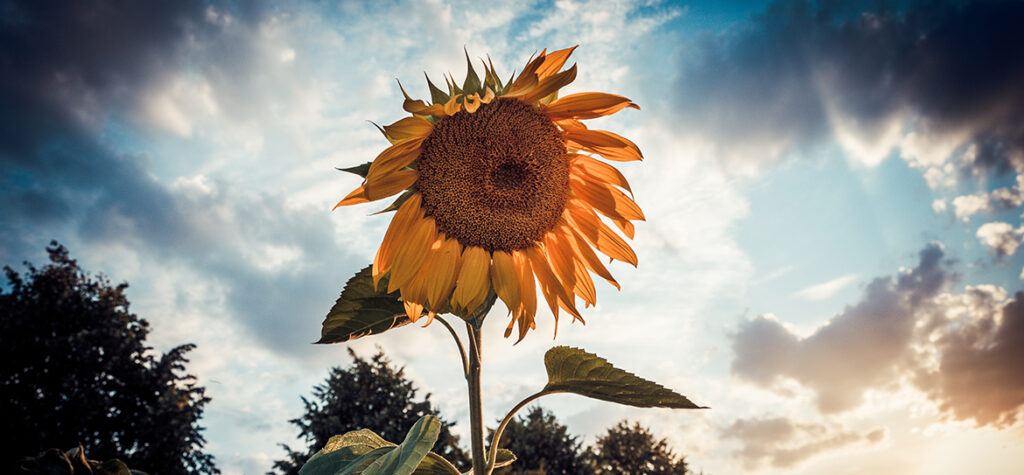 Sie gehören einfach zum Sommer dazu: Sonnenblumen (Helianthus). Sobald die Sonne aufgeht, wenden sie sich der Sonne zu und wenden ihre Blüten über den Tagesverlauf nicht ab. 