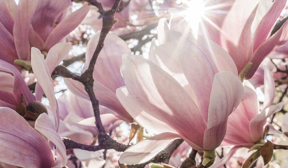 Die Tulpenmagnolie – der elegante Star im Frühling und die Königin der Gehölze!