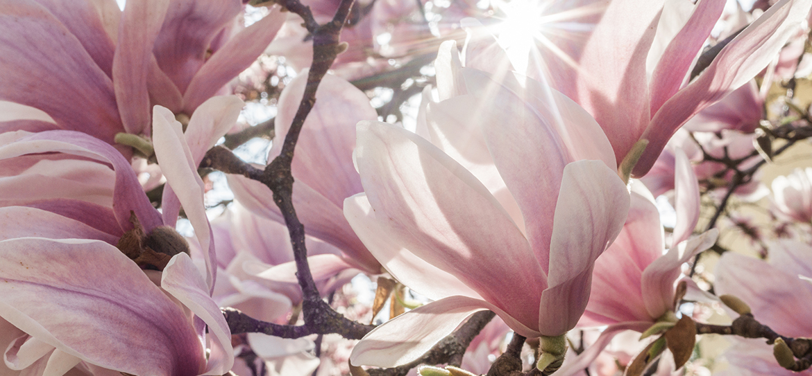 Die Tulpenmagnolie – der elegante Star im Frühling und die Königin der Gehölze!