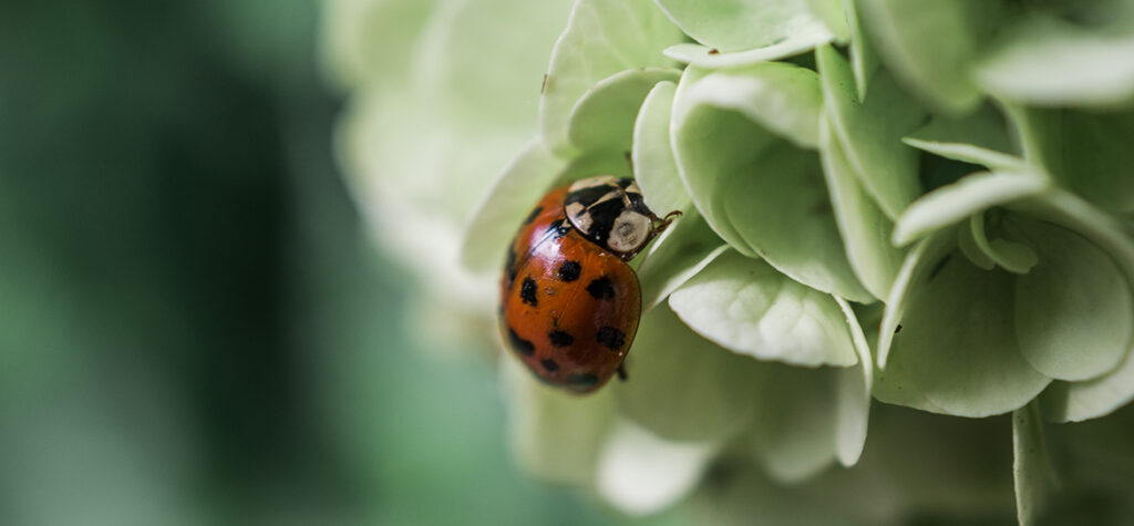 Fleißiger Helfer und Glücksbringer im Garten: Der Marienkäfer