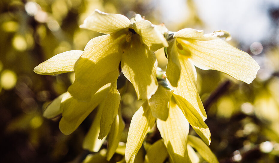 Mit ihren knallgelben Blüten begrüßt die Forsythie (Forsythia) das Gartenjahr. Die Blüten blühen bereits vor dem Blattaustrieb und versprühen so schon Frühlingslaune vor dem ersten Grün.