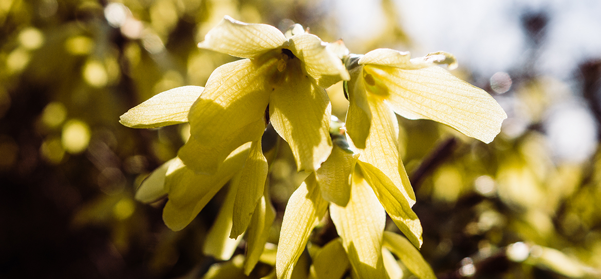 Mit ihren knallgelben Blüten begrüßt die Forsythie (Forsythia) das Gartenjahr. Die Blüten blühen bereits vor dem Blattaustrieb und versprühen so schon Frühlingslaune vor dem ersten Grün.