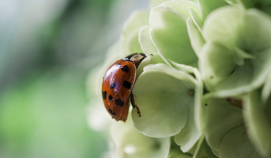 Mit dem Begriff „Nützlinge“ sind kleine tierische Gartenhelfer wie z.B. der Marienkäfer, die Hornisse, der Regenwurm oder die Biene gemeint.