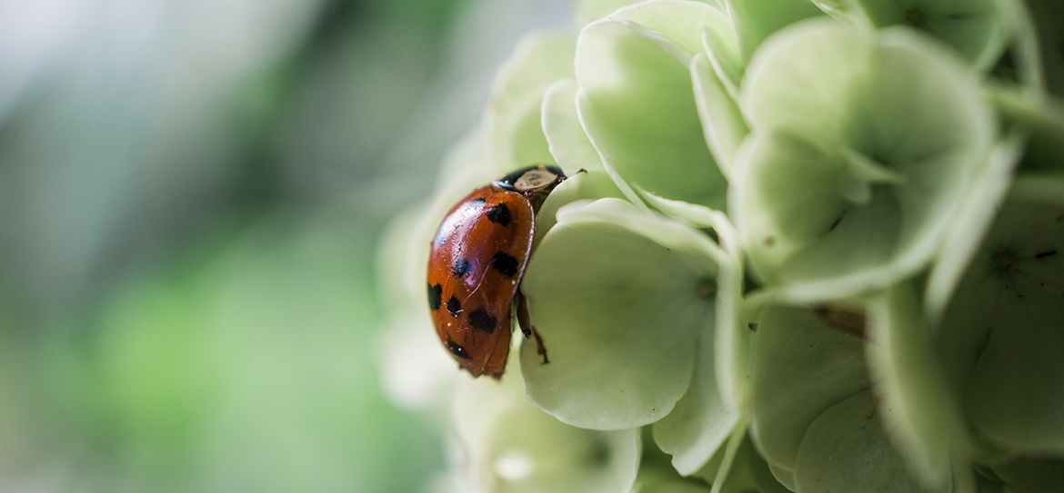 Mit dem Begriff „Nützlinge“ sind kleine tierische Gartenhelfer wie z.B. der Marienkäfer, die Hornisse, der Regenwurm oder die Biene gemeint.