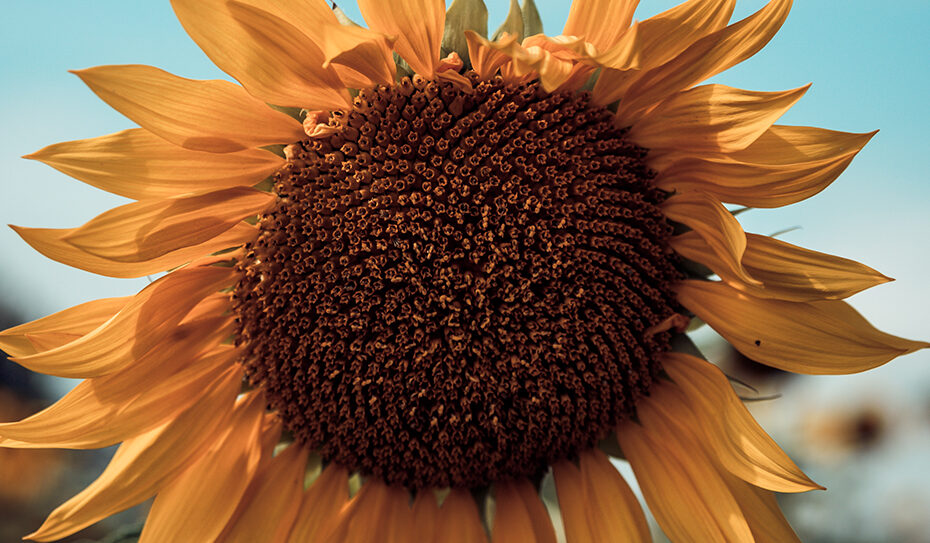 Ursprünglich stammt die krautige Sonnenblume (Helianthus), die zur botanischen Familie der Korbblütler (Asteraceae oder Compositae) gehört, aus Nordamerika.