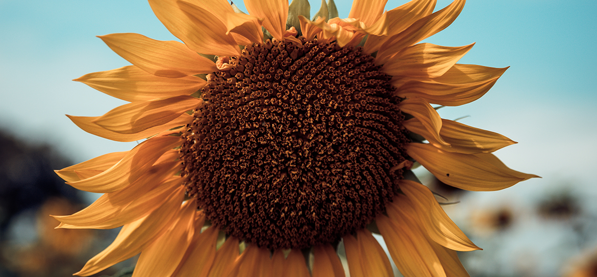 Ursprünglich stammt die krautige Sonnenblume (Helianthus), die zur botanischen Familie der Korbblütler (Asteraceae oder Compositae) gehört, aus Nordamerika.