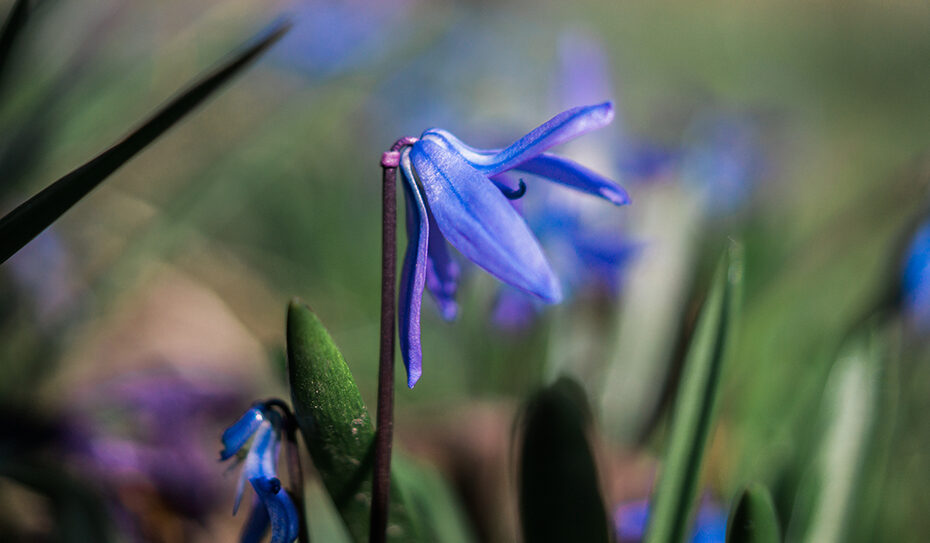 Die zarten Blausternchen (Scilla) sind in ganz Europa und in Teilen Asiens heimisch. Etwa 50 bis 90 Arten gibt es weltweit. In unseren Gefilden sind die Frühlingsblüher vornehmlich in Parks und in Gärten zu finden. Vor allem die Sorte Scilla bifolia, also der Zweiblättrige Blaustern, wurde dabei kultiviert. Die Blausternchen sind ausdauernd, krautige Pflanzen, die eine Zwiebel als Überdauerungsorgan haben und somit den Geophyten zuzuordnen sind. Aus einer Zwiebel treiben im Frühling ein bis fünf Sprossachsen aus, die zwischen 10 und 50cm hoch werden können. Die Blüten sind meist aufrecht oder an der Spitze nickend. Nach der Befruchtung bildet sich eine Kapselfrucht, in der sich bis zu 30 kugelige Samen befinden. Ist die Phase der Samenreifung beendet, sterben alle oberirdischen Pflanzenteile ab und nur die Zwiebel in der Erde überdauert das restliche Jahr.