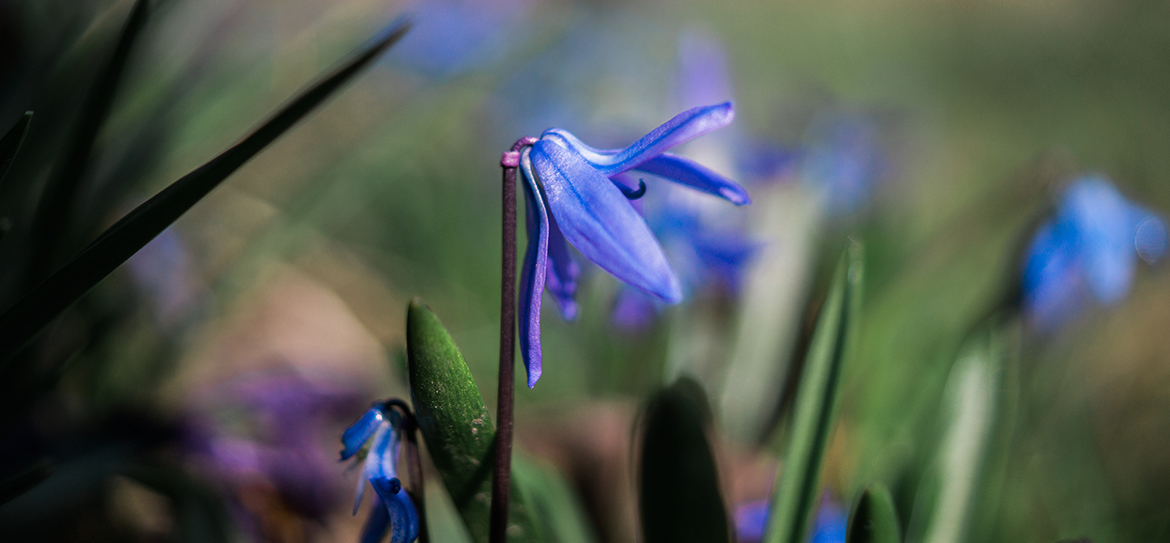 Die zarten Blausternchen (Scilla) sind in ganz Europa und in Teilen Asiens heimisch. Etwa 50 bis 90 Arten gibt es weltweit. In unseren Gefilden sind die Frühlingsblüher vornehmlich in Parks und in Gärten zu finden. Vor allem die Sorte Scilla bifolia, also der Zweiblättrige Blaustern, wurde dabei kultiviert. Die Blausternchen sind ausdauernd, krautige Pflanzen, die eine Zwiebel als Überdauerungsorgan haben und somit den Geophyten zuzuordnen sind. Aus einer Zwiebel treiben im Frühling ein bis fünf Sprossachsen aus, die zwischen 10 und 50cm hoch werden können. Die Blüten sind meist aufrecht oder an der Spitze nickend. Nach der Befruchtung bildet sich eine Kapselfrucht, in der sich bis zu 30 kugelige Samen befinden. Ist die Phase der Samenreifung beendet, sterben alle oberirdischen Pflanzenteile ab und nur die Zwiebel in der Erde überdauert das restliche Jahr.