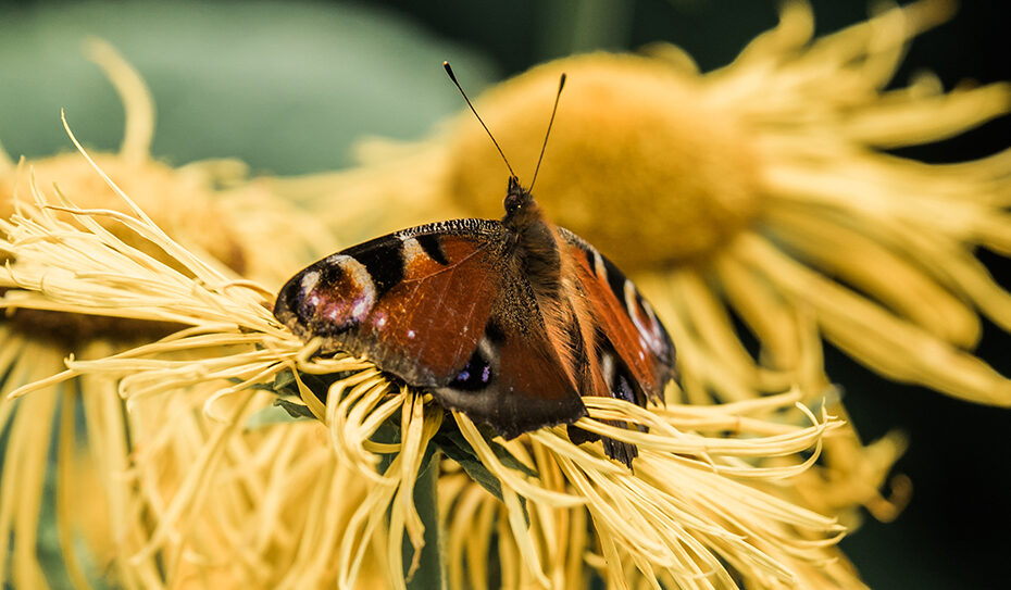 Das Tagpfauenauge gehört zur Familie der Edelfalter (Nymphalidae)
