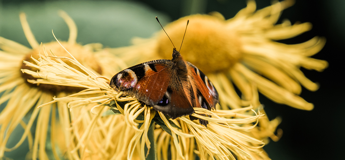 Das Tagpfauenauge gehört zur Familie der Edelfalter (Nymphalidae)