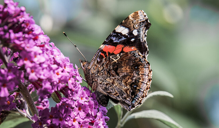 er Admiral (Vanessa atalanta), aus der Familie der Edelfalter (Nymphalidae), gehört zu den bekanntesten und weit verbreitetsten Schmetterlingen