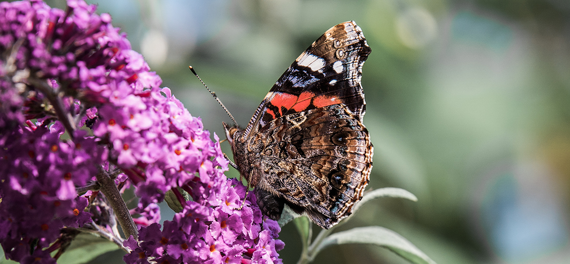er Admiral (Vanessa atalanta), aus der Familie der Edelfalter (Nymphalidae), gehört zu den bekanntesten und weit verbreitetsten Schmetterlingen