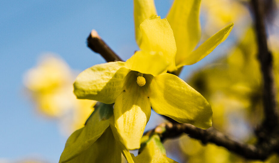 Mit ihren knallgelben Blüten begrüßt die Forsythie (Forsythia) das Gartenjahr. Die Blüten blühen bereits vor dem Blattaustrieb