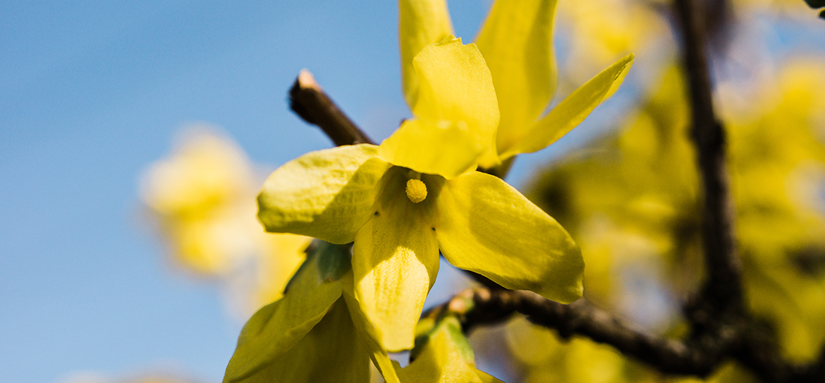 Mit ihren knallgelben Blüten begrüßt die Forsythie (Forsythia) das Gartenjahr. Die Blüten blühen bereits vor dem Blattaustrieb