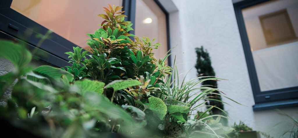 Robuste Pflanzkübel sollten mit Pflanzen versehen werden, die den doch nicht ganz optimalen Lichtbedingungen trotzen und einen Blickfang aus den Räumlichkeiten darstellen.