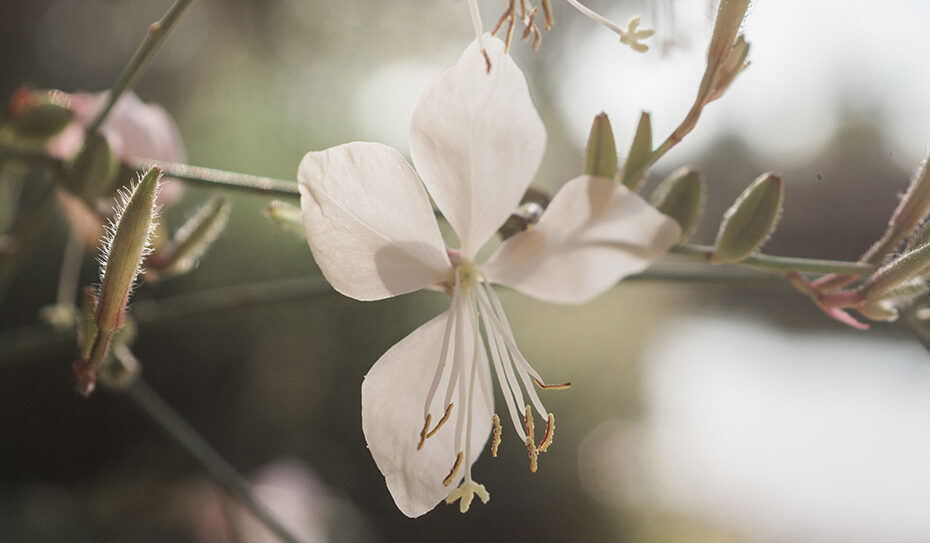 Blüten wie tanzende Schmetterlinge: die Prachtkerze sendet Blumengrüße bis in den Herbst hinein!