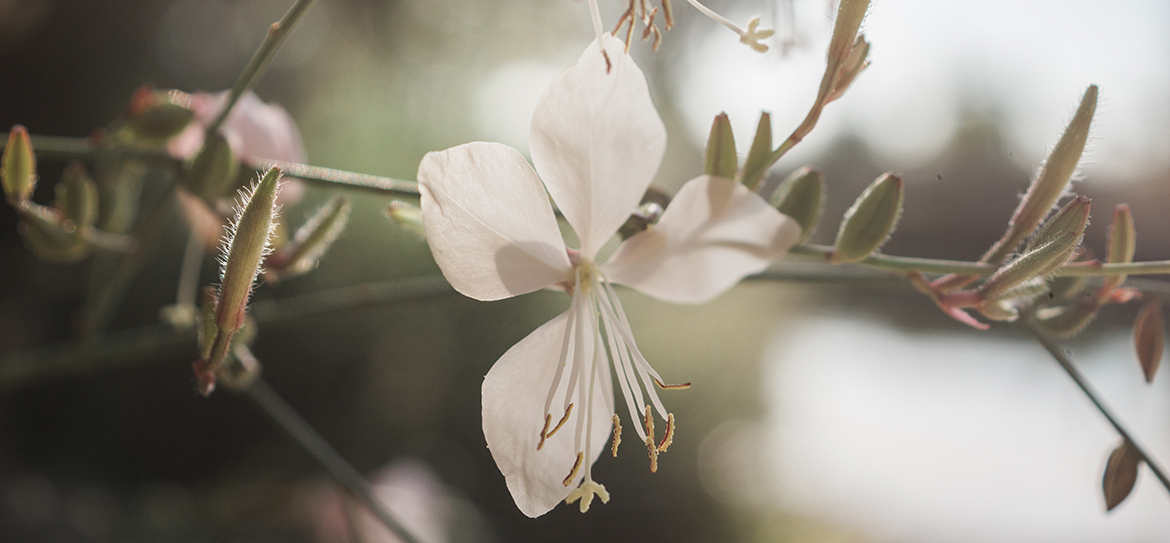 Blüten wie tanzende Schmetterlinge: die Prachtkerze sendet Blumengrüße bis in den Herbst hinein!