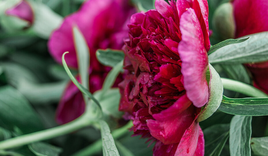 Ihrer Blütezeit rund um das Pfingstfest und ihrer großen Blüte, die Rosenblüten ähneln, verdankt die Pfingstrose (Paeonia) ihren Namen.
