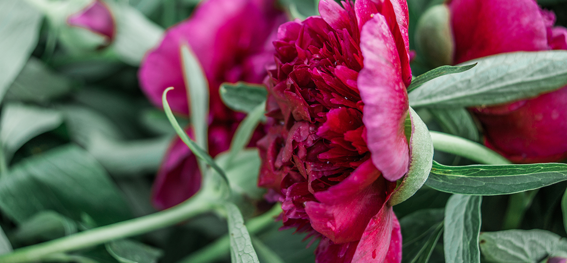 Ihrer Blütezeit rund um das Pfingstfest und ihrer großen Blüte, die Rosenblüten ähneln, verdankt die Pfingstrose (Paeonia) ihren Namen.