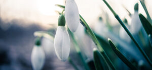 Schneeglöckchen, auch Frühlingsglöckchen, Schneetulpe oder Märzveilchen