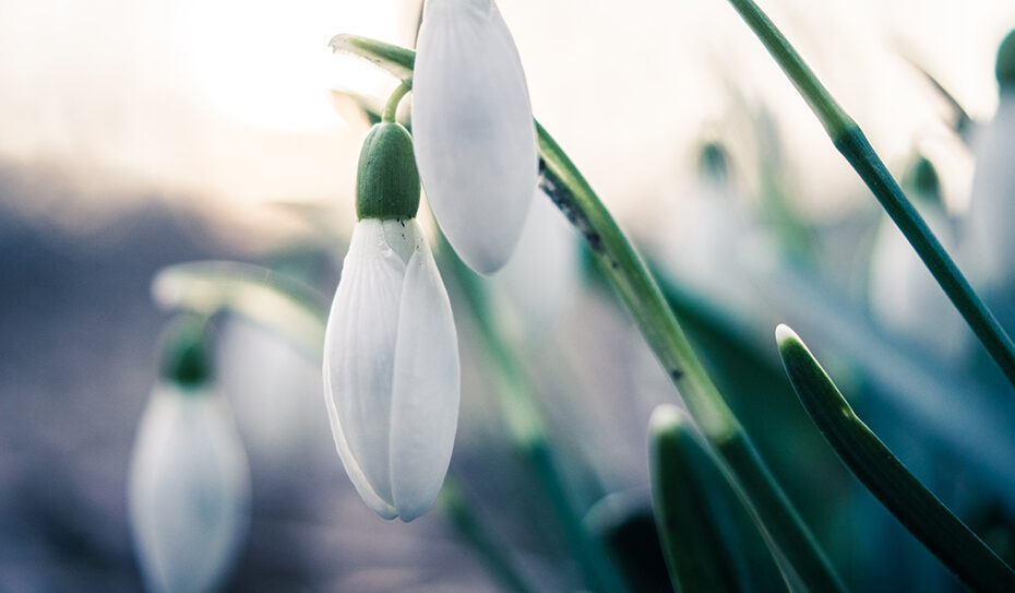 Schneeglöckchen, auch Frühlingsglöckchen, Schneetulpe oder Märzveilchen