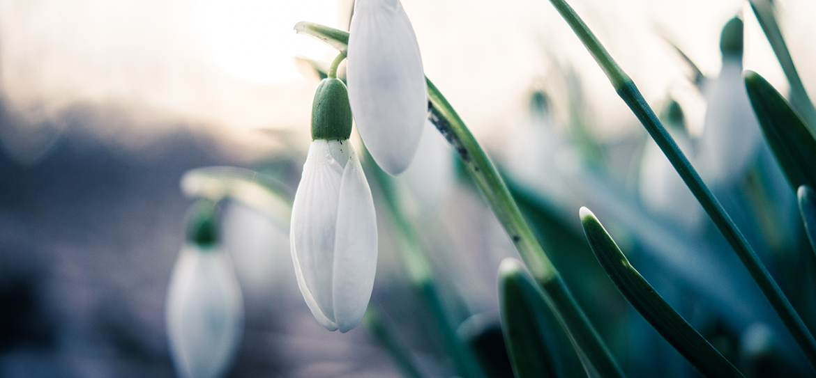 Schneeglöckchen, auch Frühlingsglöckchen, Schneetulpe oder Märzveilchen