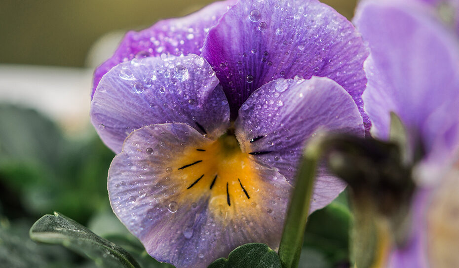 Aus der Familie der Veilchengewächse (Viola) stammend, leitet sich der deutsche Name vom Lateinischen „cornutus“ ab, was übersetzt „mit Hörnern“ heißt.