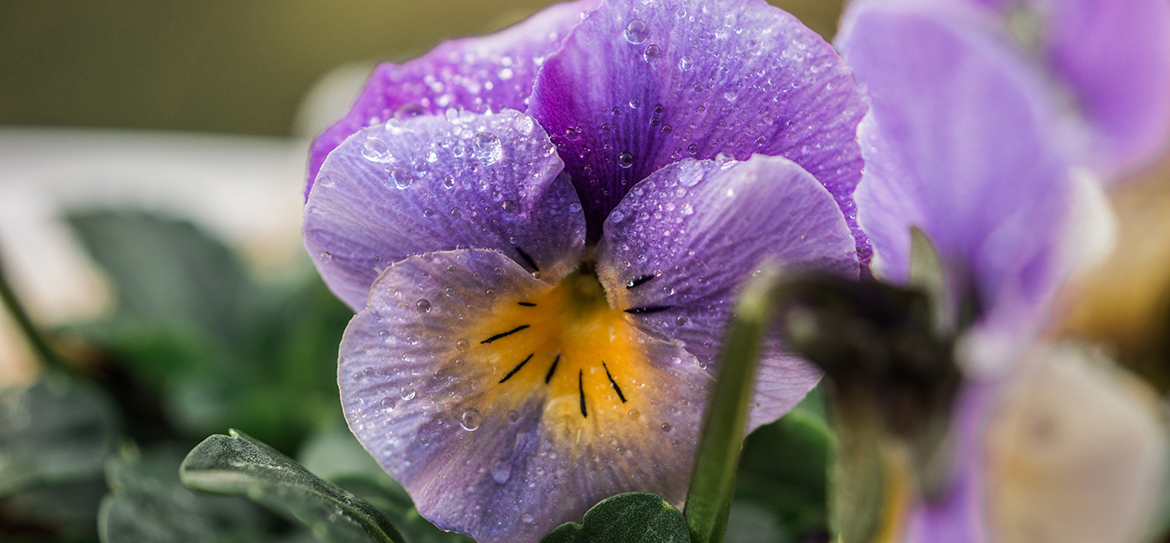 Aus der Familie der Veilchengewächse (Viola) stammend, leitet sich der deutsche Name vom Lateinischen „cornutus“ ab, was übersetzt „mit Hörnern“ heißt.
