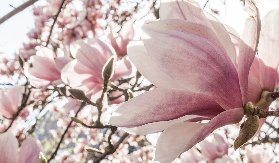 In Ostasien ursprünglich beheimatet, war die Tulpenmagnolie (Magnolia × soulangeana) in China das Sinnbild für Reinheit und Schönheit.