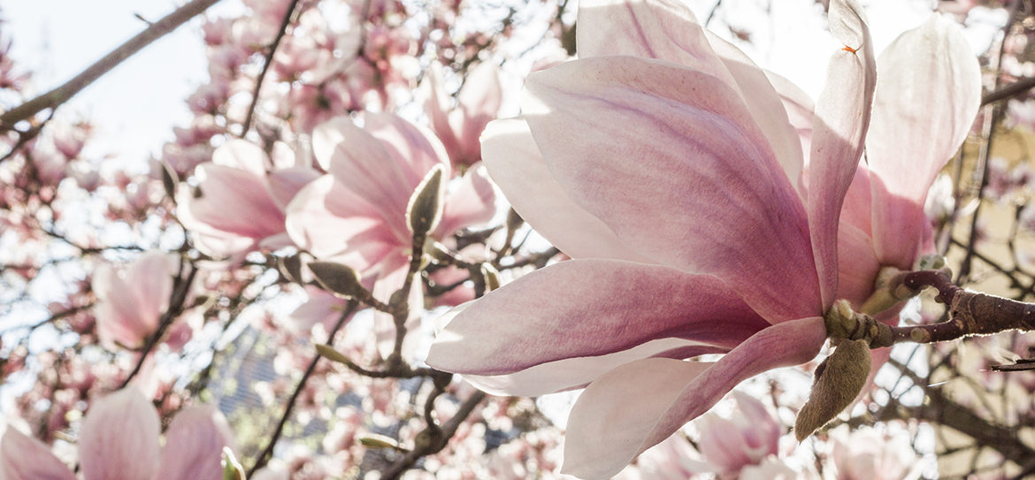 In Ostasien ursprünglich beheimatet, war die Tulpenmagnolie (Magnolia × soulangeana) in China das Sinnbild für Reinheit und Schönheit.