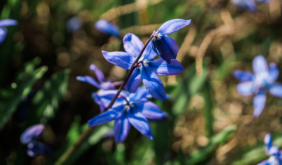 Die Blausternchen sind ausdauernd, krautige Pflanzen, die eine Zwiebel als Überdauerungsorgan haben und somit den Geophyten zuzuordnen sind.