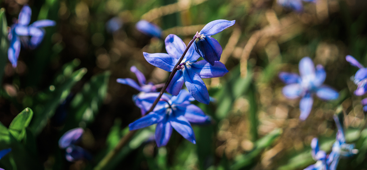 Die Blausternchen sind ausdauernd, krautige Pflanzen, die eine Zwiebel als Überdauerungsorgan haben und somit den Geophyten zuzuordnen sind.