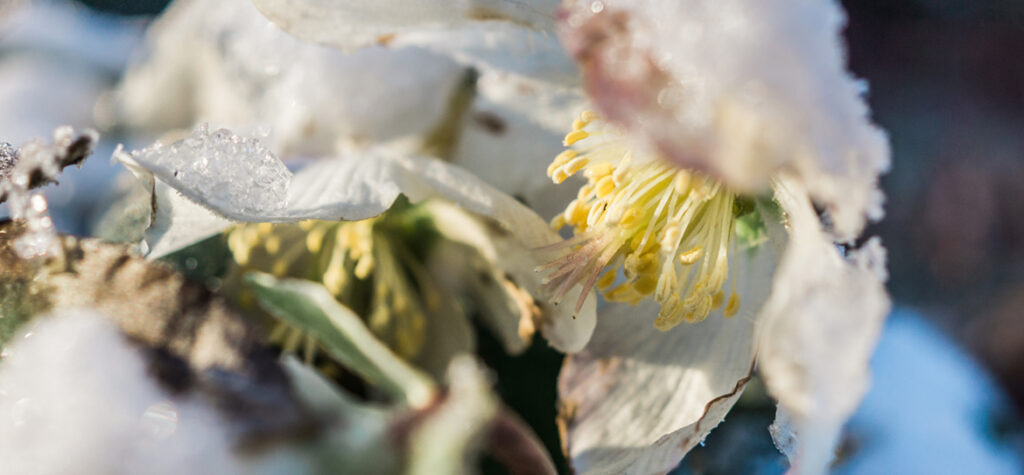 Januar & Februar - frostige Nächte wechseln sich mit klaren, sonnigen Wintertagen ab. Der Garten liegt noch im Winterschlaf. Und doch beschleicht schon jetzt das Gefühl, dass da etwas passiert. Die Tage werden länger, in kleinen Schritten und doch spürbar.